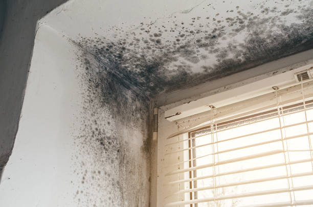 Affordable Attic Mold Remediation solutions in Hartfield, VA
